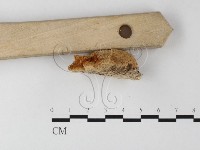 登錄號:F0006797藏品圖，第3張
