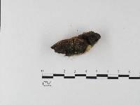 登錄號:F0006806藏品圖，第3張