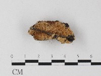 登錄號:F0006812藏品圖，第3張