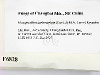 登錄號:F0006828藏品圖，第2張