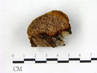 登錄號:F0006833藏品圖，第1張