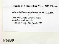 登錄號:F0006839藏品圖，第2張