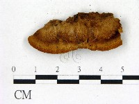 登錄號:F0006839藏品圖，第3張