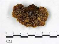 登錄號:F0006840藏品圖，第1張