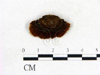 登錄號:F0006842藏品圖，第3張