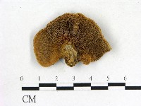 登錄號:F0006844藏品圖，第1張