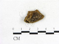 登錄號:F0006846藏品圖，第1張