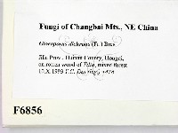 登錄號:F0006856藏品圖，第2張