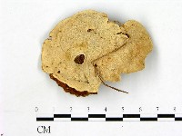 登錄號:F0006870藏品圖，第1張