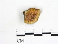 登錄號:F0006876藏品圖，第1張