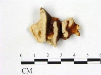 登錄號:F0006877藏品圖，第1張