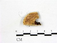 登錄號:F0006879藏品圖，第1張