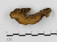 登錄號:F0006883藏品圖，第1張