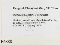 登錄號:F0006888藏品圖，第2張