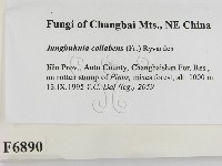 登錄號:F0006890藏品圖，第2張