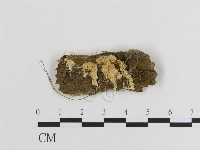 登錄號:F0006895藏品圖，第1張