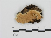 登錄號:F0006910藏品圖，第1張