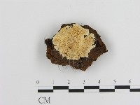 登錄號:F0006914藏品圖，第1張