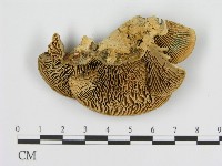 登錄號:F0006916藏品圖，第1張