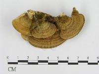 登錄號:F0006916藏品圖，第3張