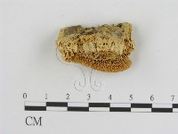 登錄號:F0006919藏品圖，第3張