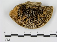 登錄號:F0006930藏品圖，第3張