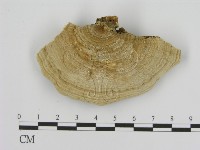 登錄號:F0006931藏品圖，第1張