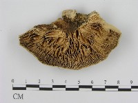 登錄號:F0006931藏品圖，第3張