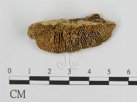 登錄號:F0006932藏品圖，第3張