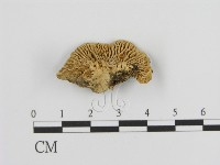 登錄號:F0006934藏品圖，第1張