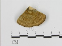 登錄號:F0006935藏品圖，第3張