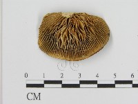 登錄號:F0006936藏品圖，第1張