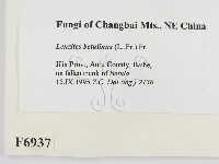 登錄號:F0006937藏品圖，第2張