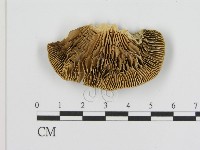 登錄號:F0006937藏品圖，第1張