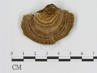 登錄號:F0006940藏品圖，第1張