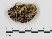 登錄號:F0006940藏品圖，第3張