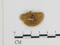 登錄號:F0006942藏品圖，第3張