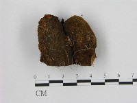 登錄號:F0006944藏品圖，第3張