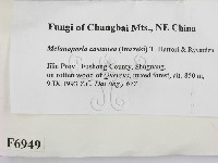 登錄號:F0006949藏品圖，第2張