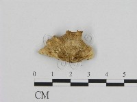 登錄號:F0006950藏品圖，第3張