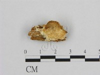 登錄號:F0006955藏品圖，第1張