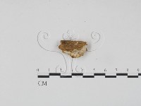 登錄號:F0006955藏品圖，第3張