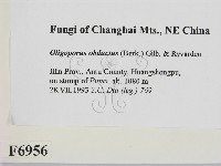 登錄號:F0006956藏品圖，第2張