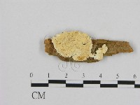 登錄號:F0006963藏品圖，第1張