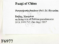 登錄號:F0006977藏品圖，第2張