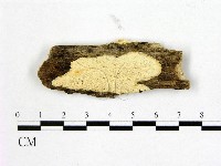 登錄號:F0006988藏品圖，第1張