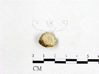 登錄號:F0006991藏品圖，第1張