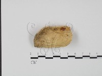 登錄號:F0007017藏品圖，第1張