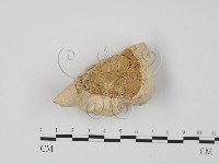 登錄號:F0007018藏品圖，第1張