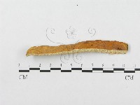 登錄號:F0007019藏品圖，第5張